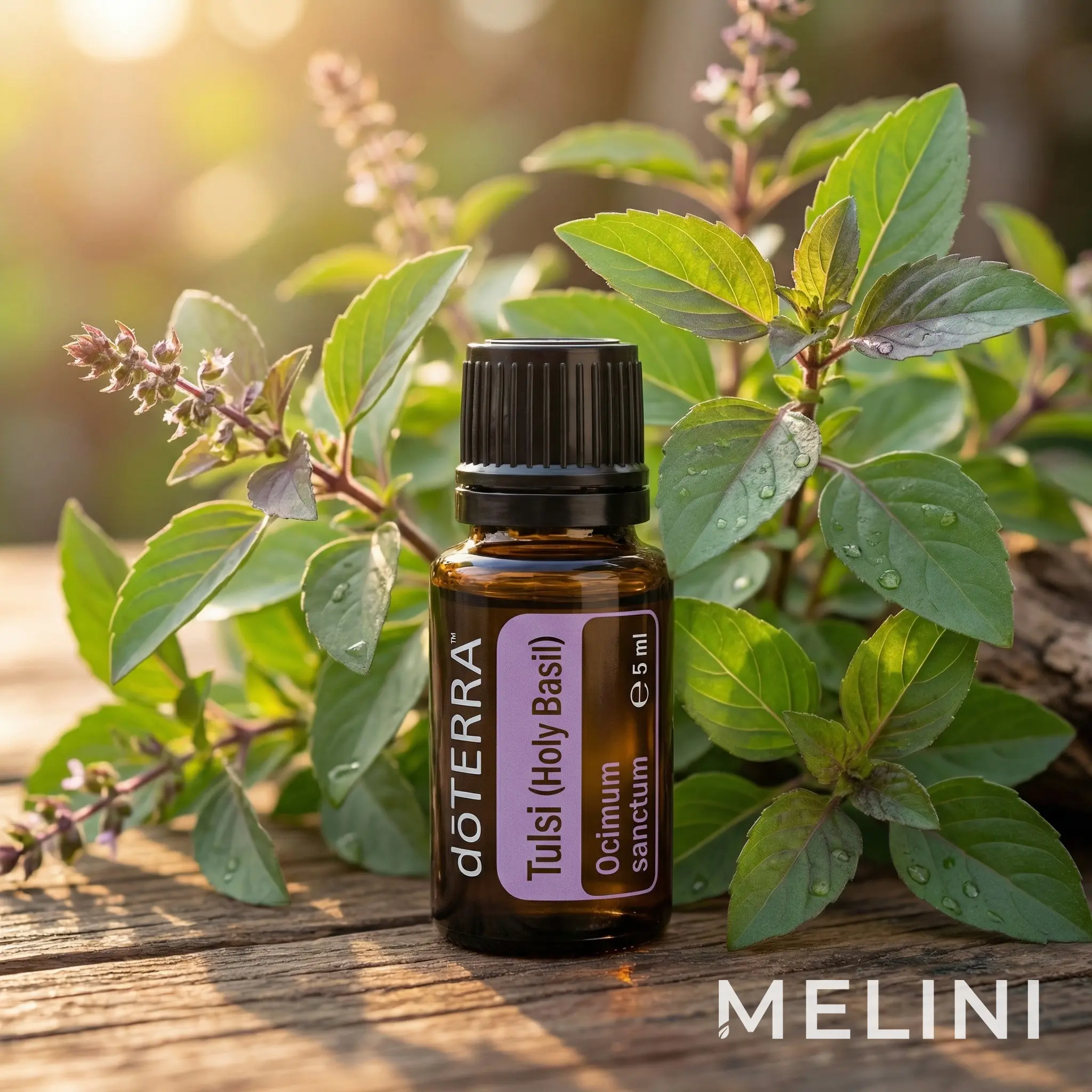 dōTERRA Tulsi (Holy Basil) 5 ml — alternate view of the bottle and packaging