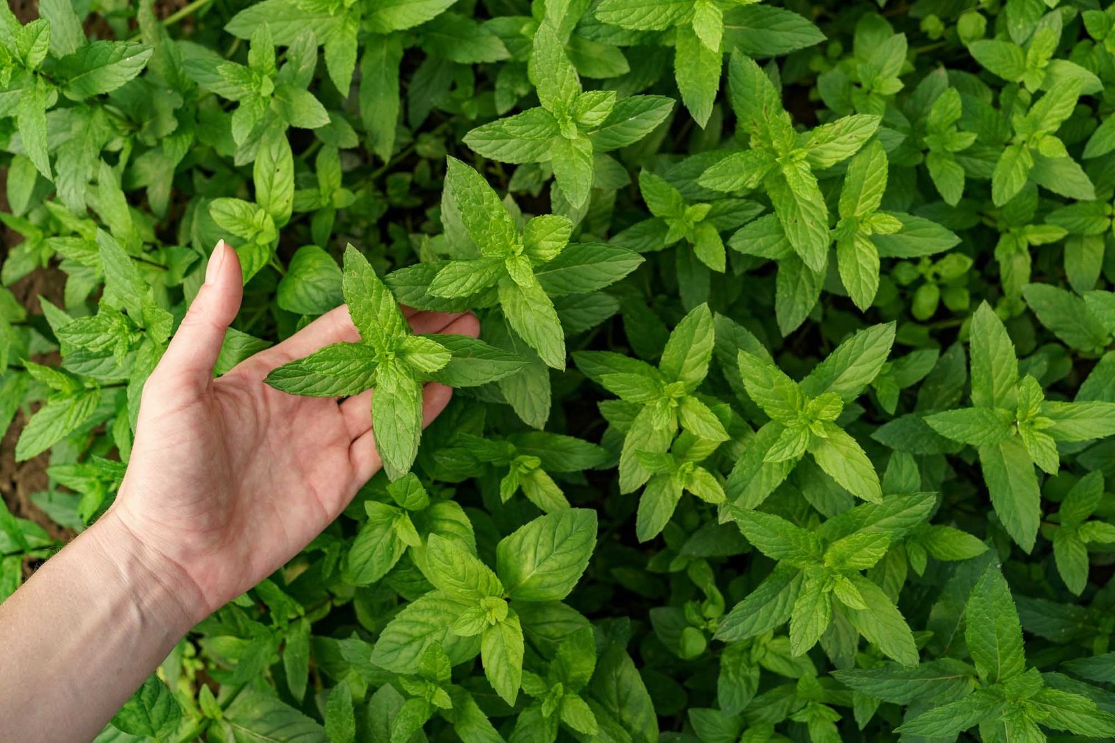 dōTERRA Spearmint Essential Oil 15 ml — product photo 4