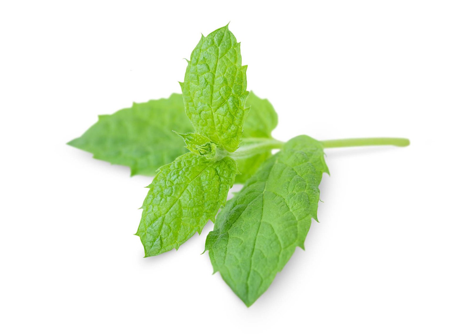 dōTERRA Spearmint Essential Oil 15 ml — product photo 3