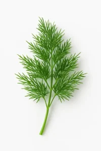 dill